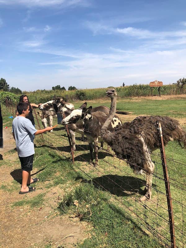 Buffalo Ranch - Image 2