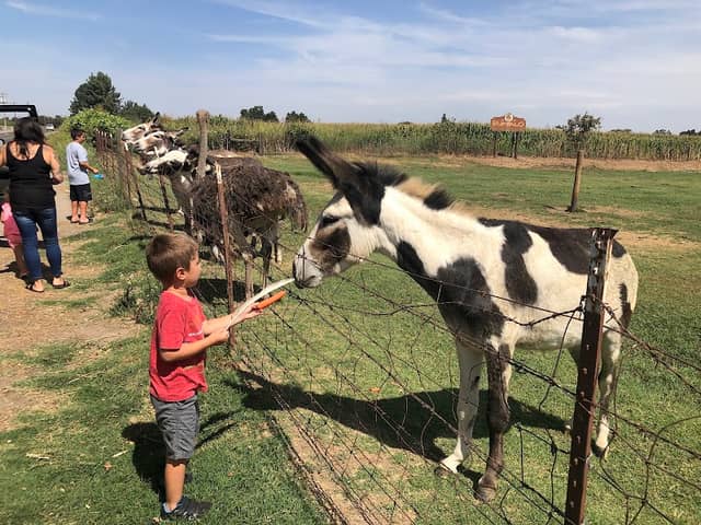 Buffalo Ranch - Image 1