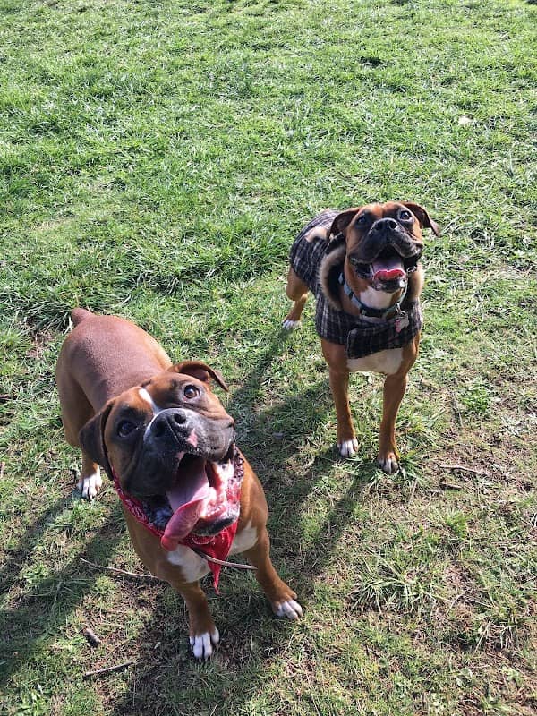 Sunnyside Off-Leash Dog Park - Image 2