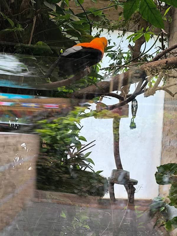 Gallito de las rocas - Image 1