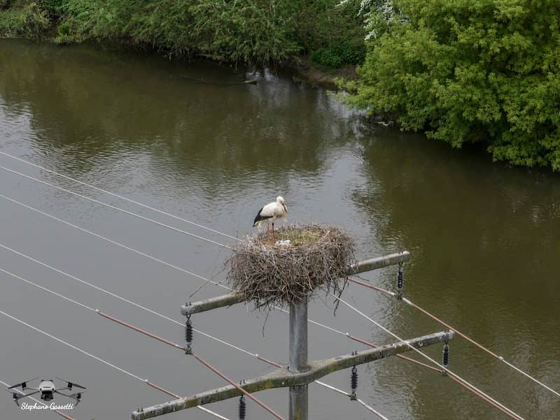 Storchennest Nr.1 - Image 1