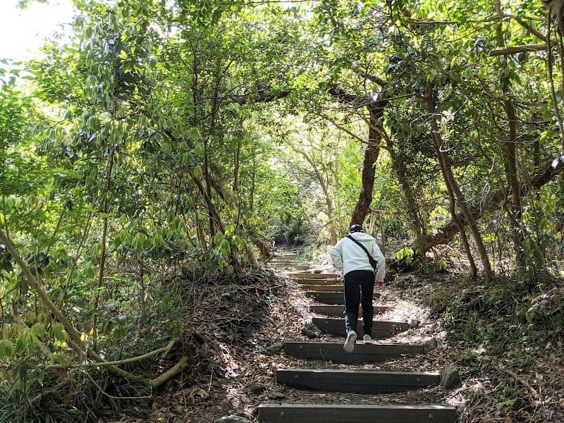 Texas Trail - Image 2