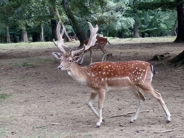 Parc animalier de Charleville-Mézières - Image 1