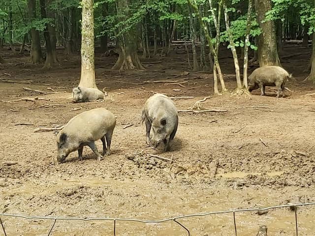 Parc animalier de Charleville-Mézières - Image 2