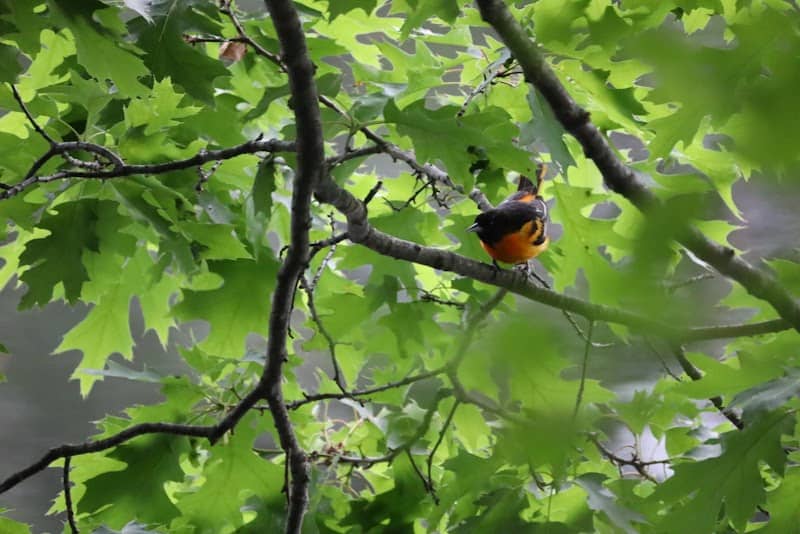 Farmington Recreational Rail Trail - Image 1