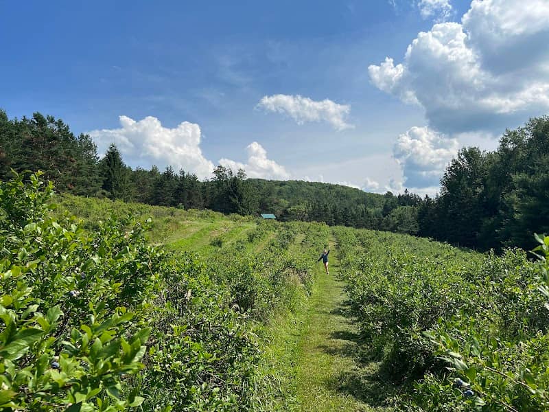 Butternut Valley Blueberry Farm - Image 1