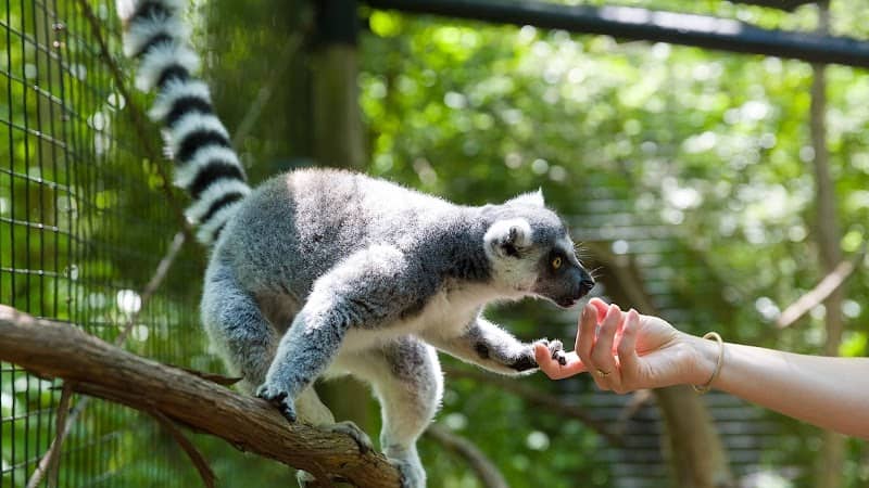 Oglebay Good Zoo - Image 2