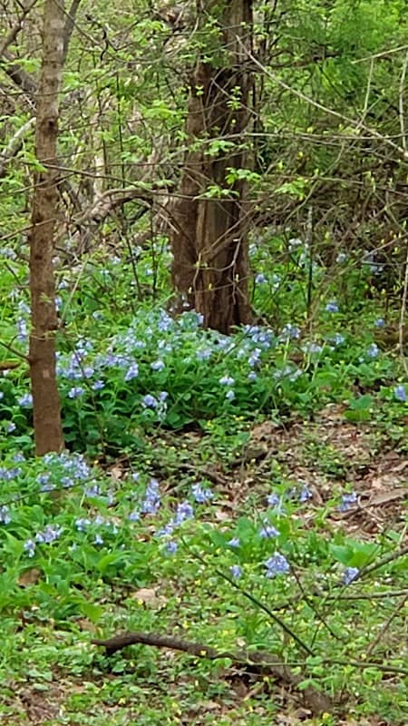 Winters Branch Trail - Image 1