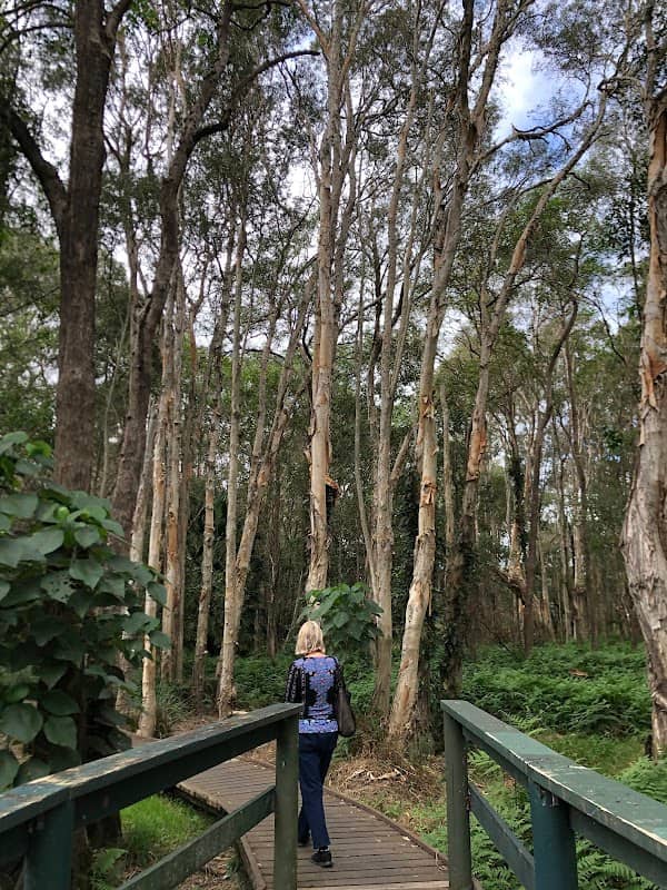 Coolnwynpin Creek Boardwalk - Image 2