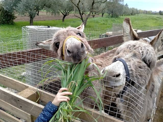 Fattoria Didattica Il girotondo degli animali - Image 1