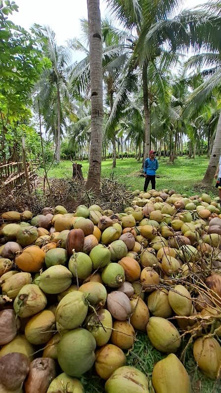 Bali Island Coco - Image 1