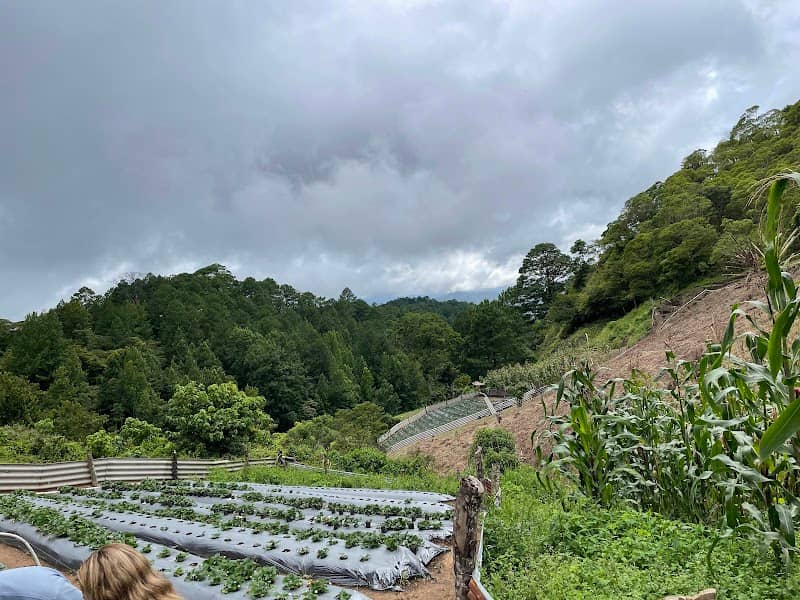 Finca Santa Elena La Tigra - Image 1