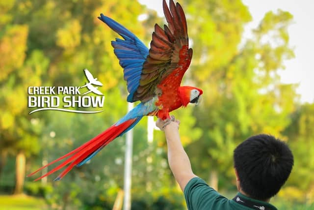 Creek Park Bird Show - Image 2
