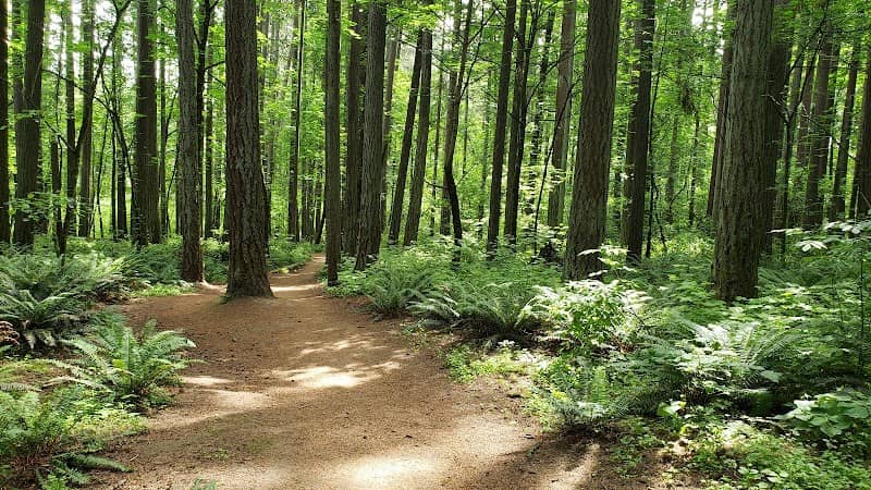 Hyland Forest Park - Image 2