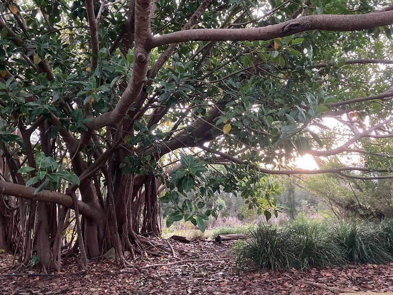 Big old tree - Image 2