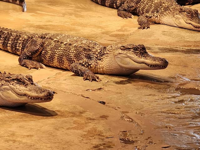 Reptile Lagoon - Image 1