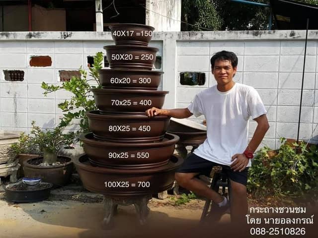 กระถางชวนชมโดยนายอลงกรณ์ - Image 1