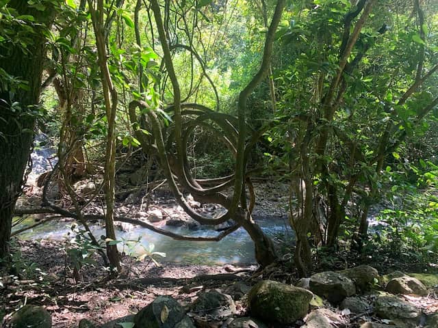 Cinquera Forest Ecological Park - Image 1