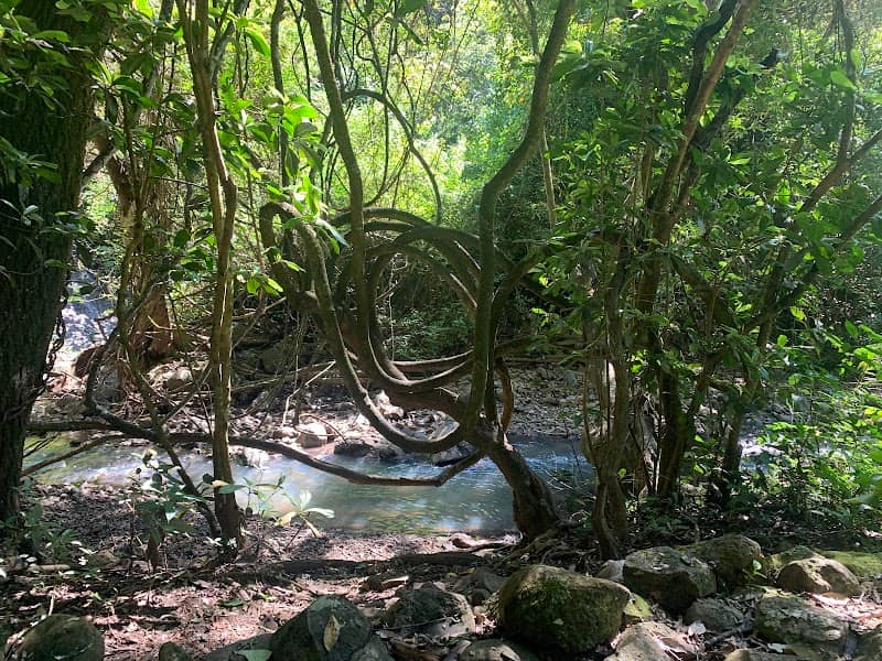 Cinquera Forest Ecological Park - Image 1