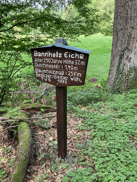 Bannholz Eiche - Image 1