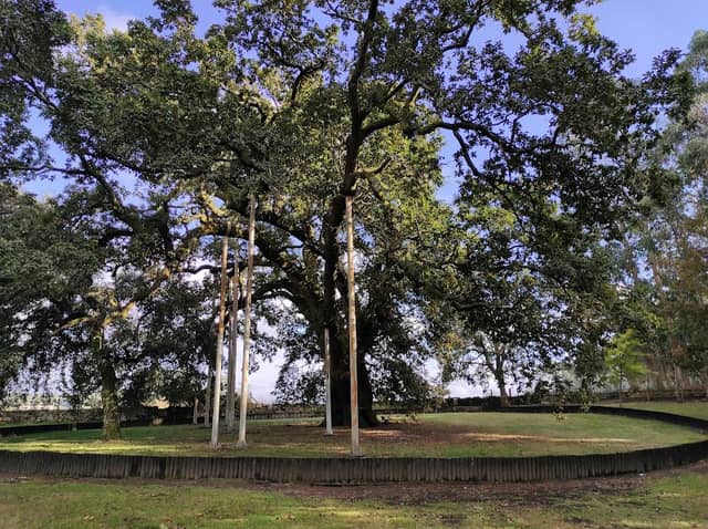 Calvos Oak - Image 1