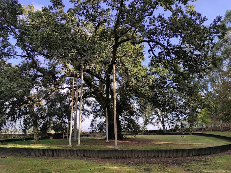 Calvos Oak - Image 1