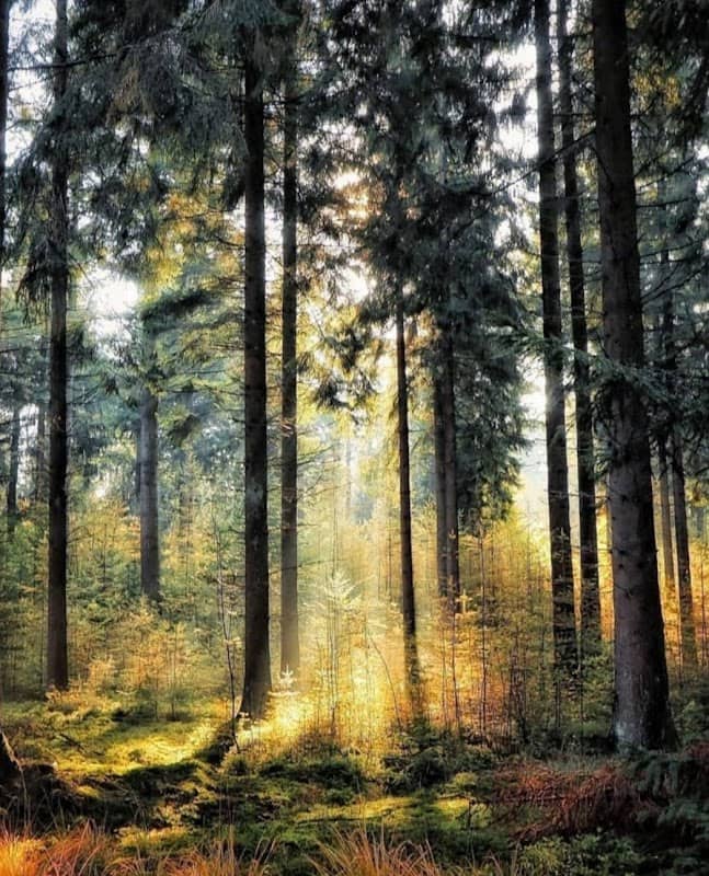 Naunhofer Wald - Image 1
