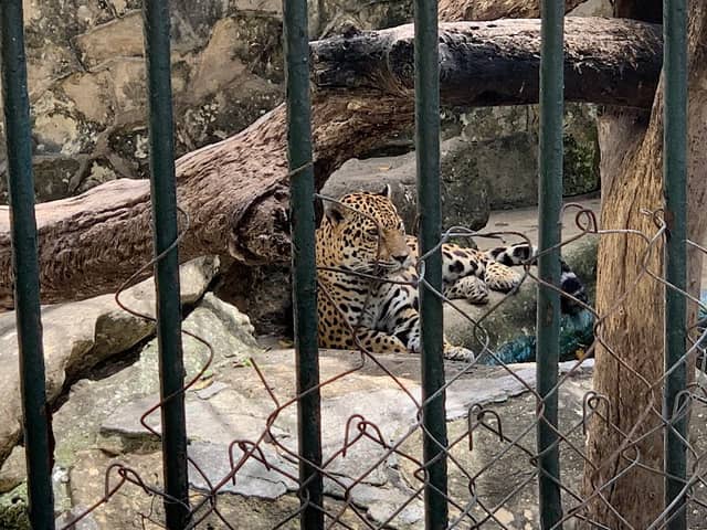 Jardín Zoológico de la Habana - Image 3