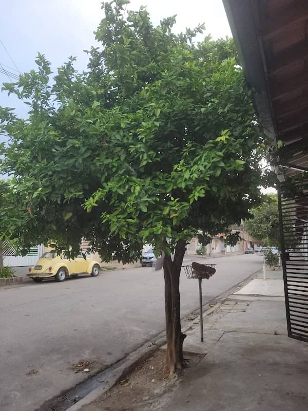 Fruta Urbana Laranjas - Image 1