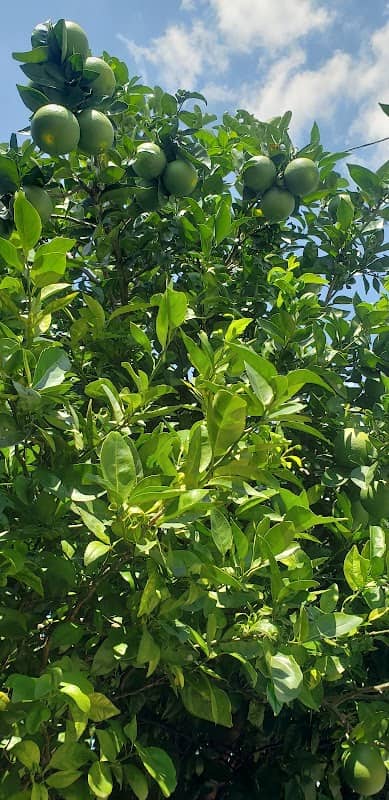 Fruta Urbana Laranjas - Image 2