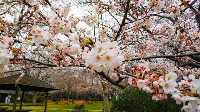 Kashimashiroyama Park - Image 1