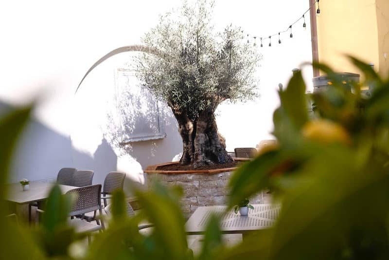 Olive tree in Pécs - Image 2