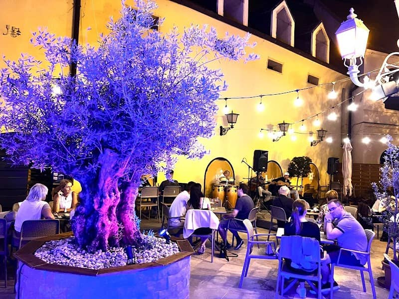 Olive tree in Pécs - Image 1