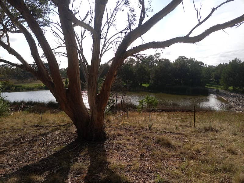 Ginninderra Pond - Image 1