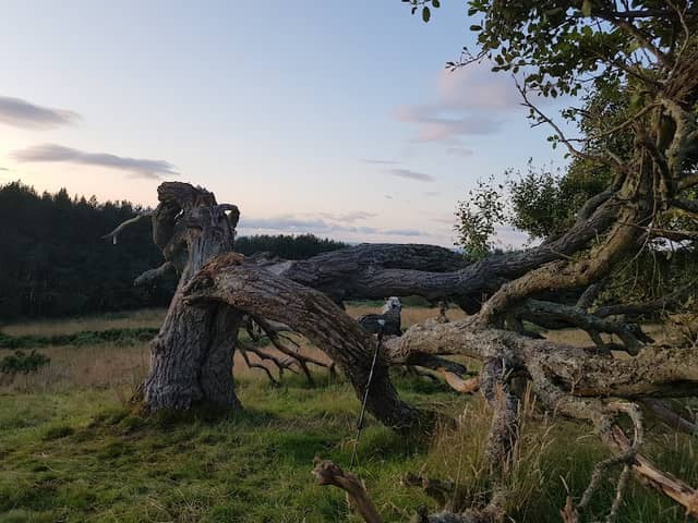 Dunsinane Hill Fort - Image 2