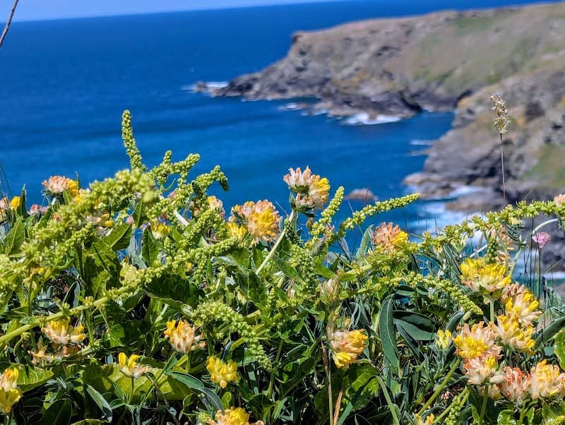Carnewas at Bedruthan - Image 3