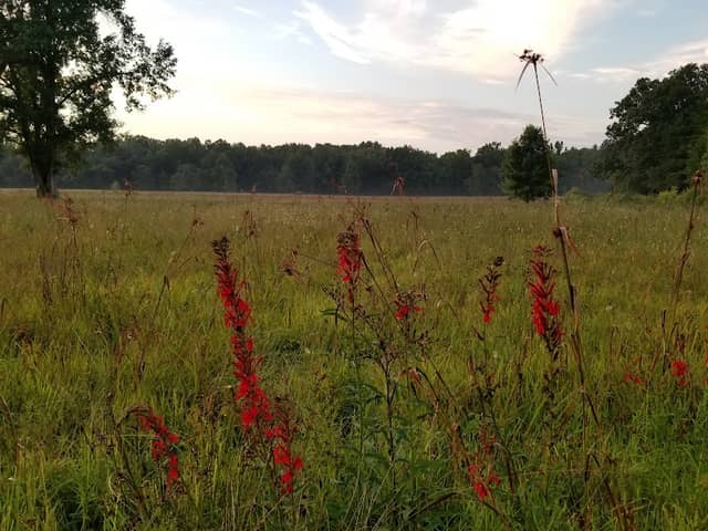 Winfield Park - Image 2