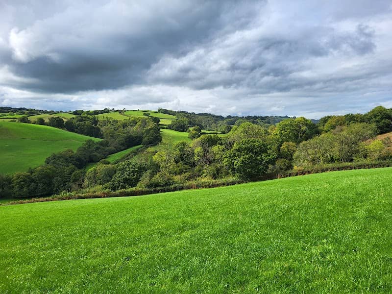 Buzzard Woodland - Image 1