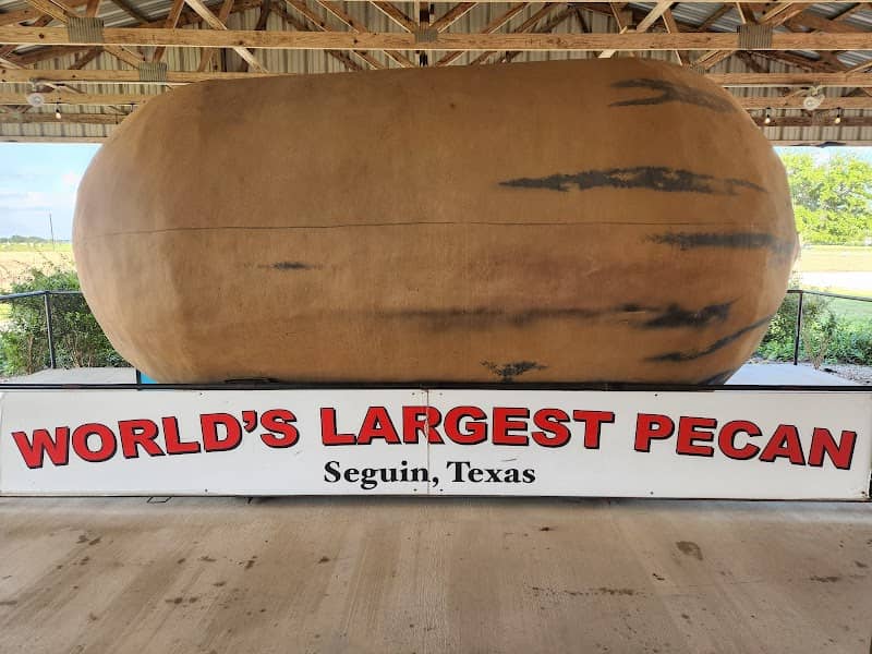 World’s Largest Pecan - Image 1