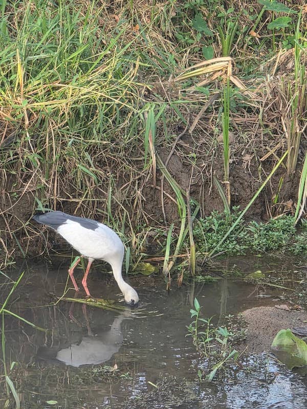 Chandrika Kumarathunga Mawatha Wetland Birdwatching area - Image 1