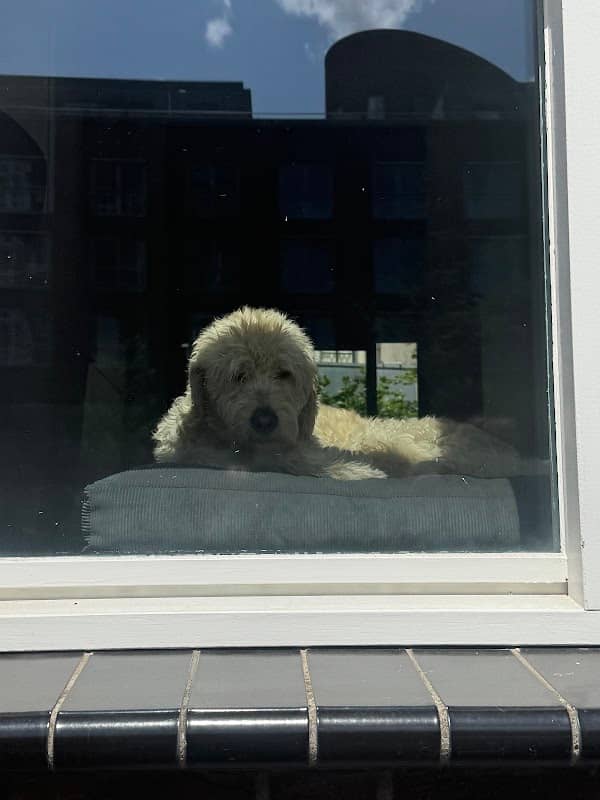 Raf, de hond in het raam! - Image 1