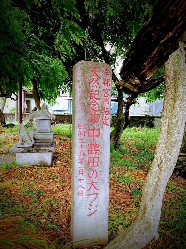 中鶴田の大ふじ - Image 1