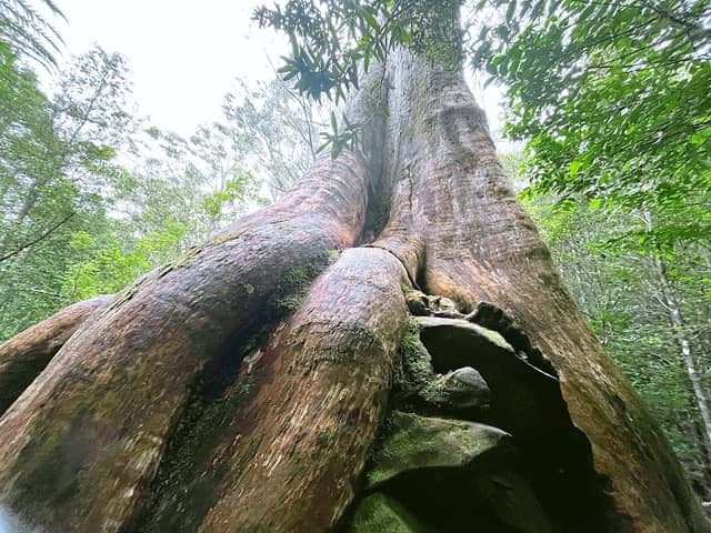 Octopus Tree - Image 1