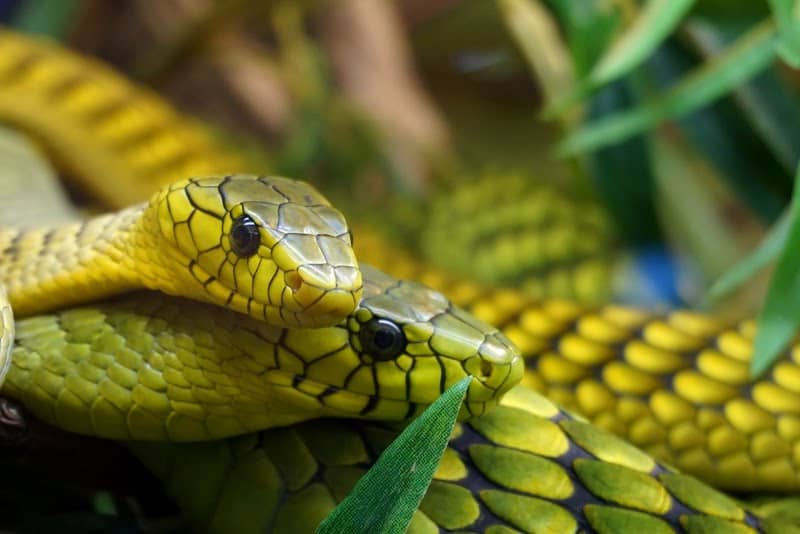 REPTILIENZOO NOCKALM - Image 1