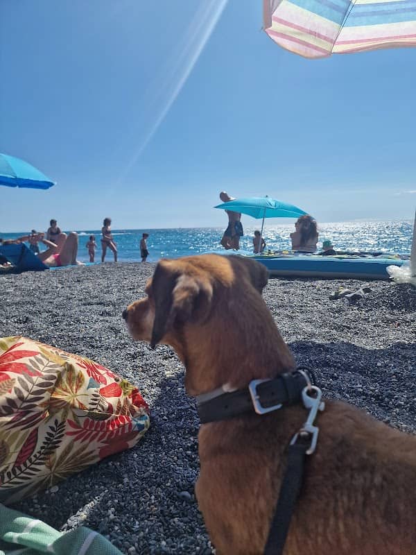 Spiaggia per cani - Image 2