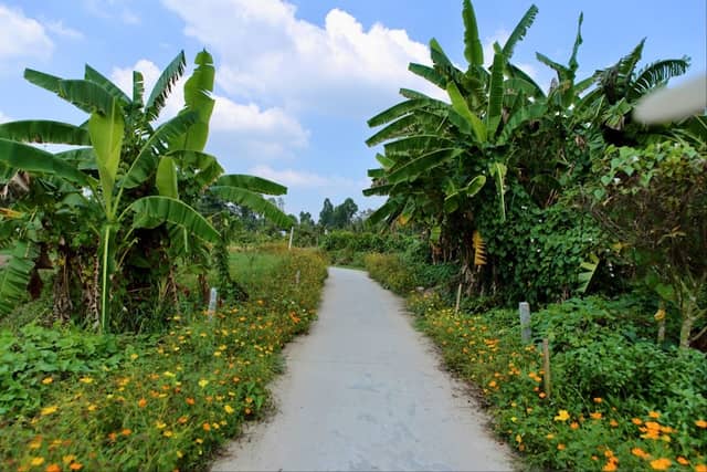 Ruộng rau sinh thái - Image 1