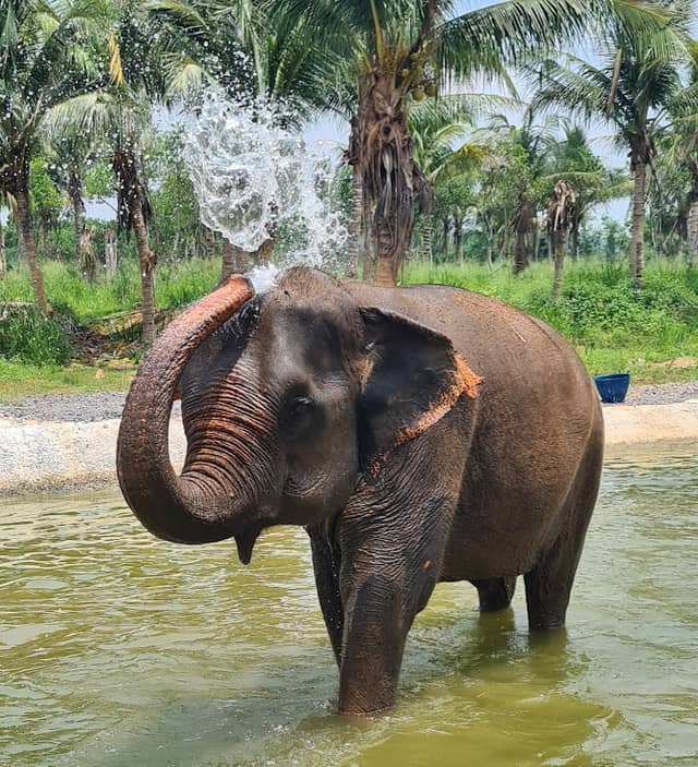 Bangkok Ethical Elephant Tour (Living Green Elephant Sanctuary) - Image 2