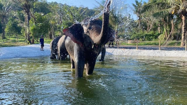 Bangkok Ethical Elephant Tour (Living Green Elephant Sanctuary) - Image 1