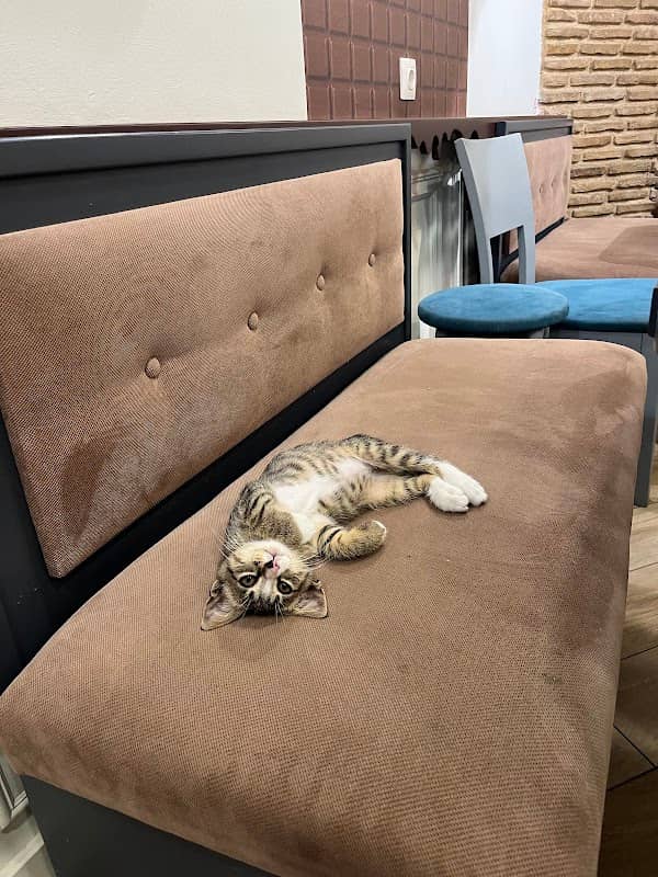 Nutella the waffle cat - Image 2