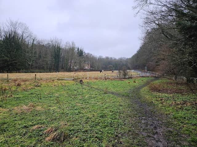 Pleasley woods - Image 2
